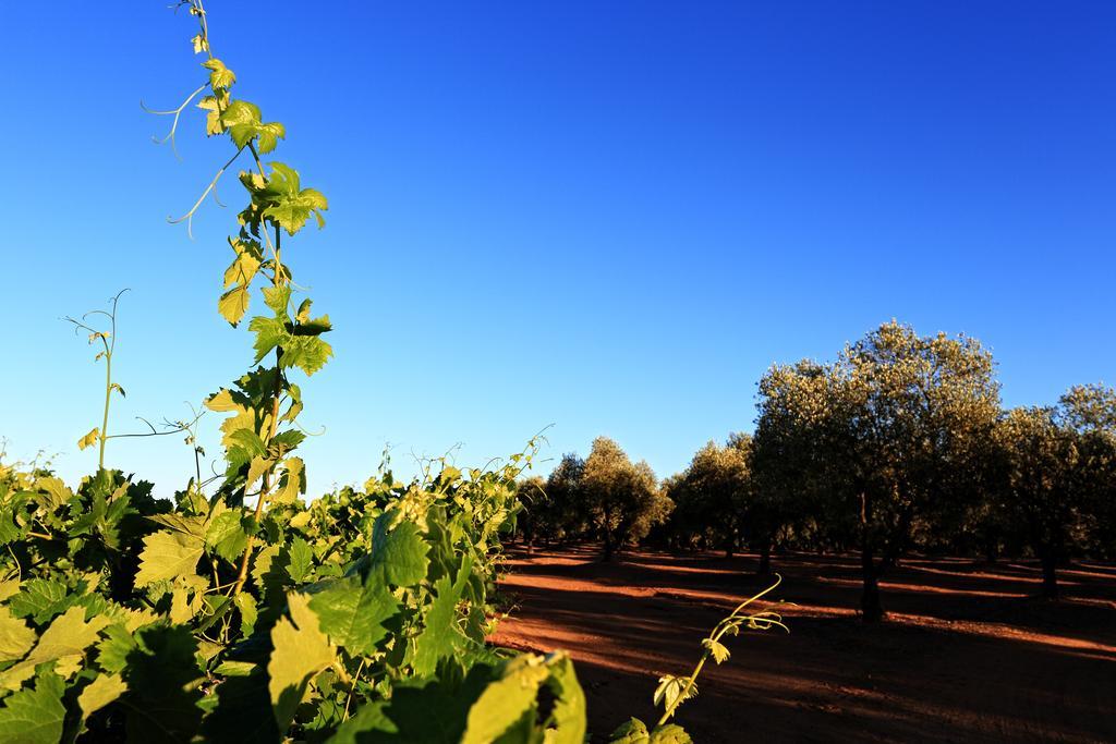 Herdade Da Calada 아자루자 외부 사진